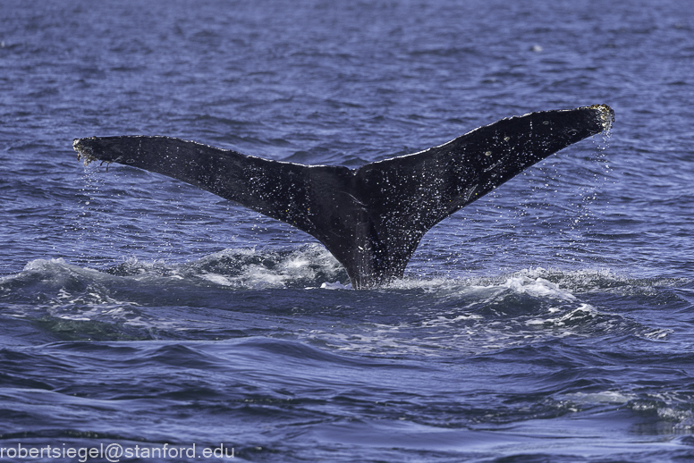 Monterey Bay whale watching